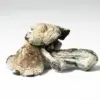 Golden Teacher Mushrooms Golden Teacher Mushrooms