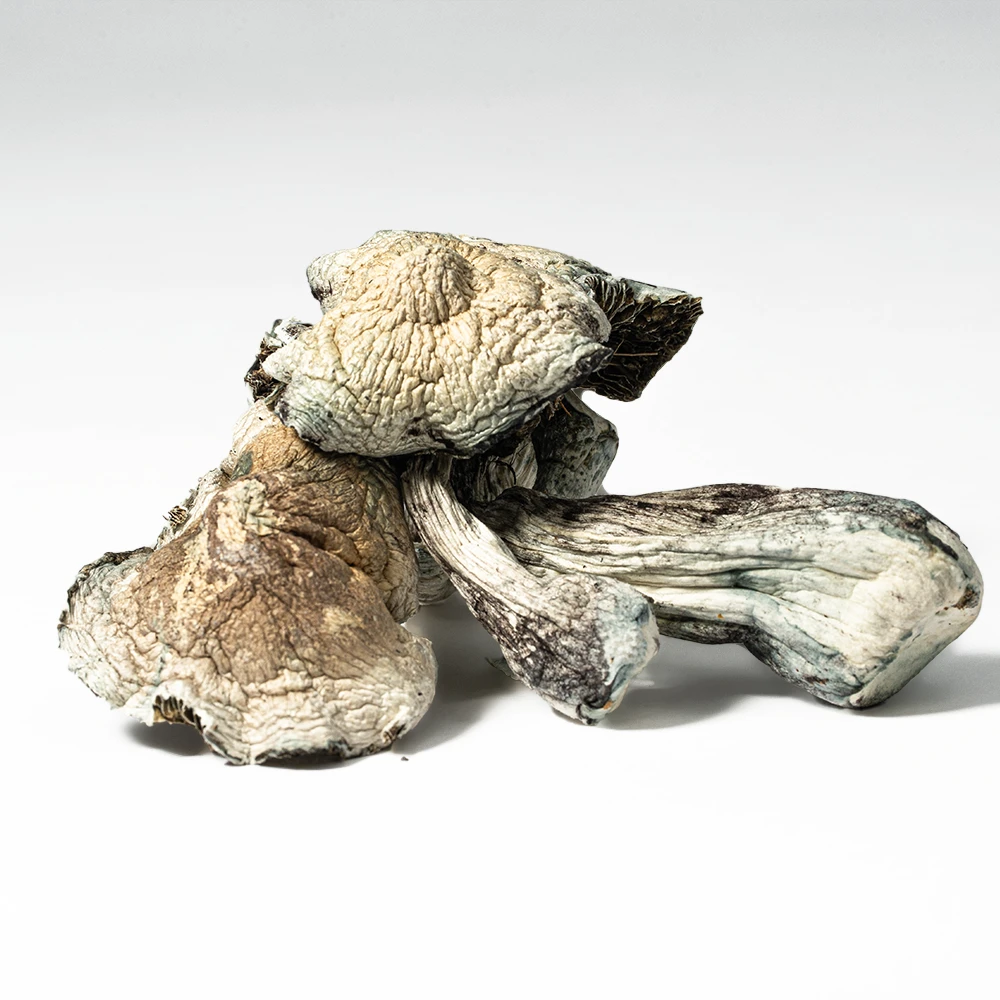 Golden Teacher Mushrooms Golden Teacher Mushrooms