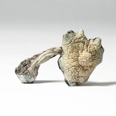 Golden Teacher Mushrooms