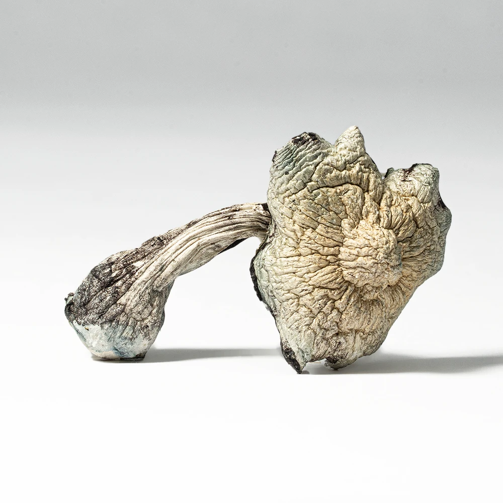 Golden Teacher Mushrooms Golden Teacher Mushrooms