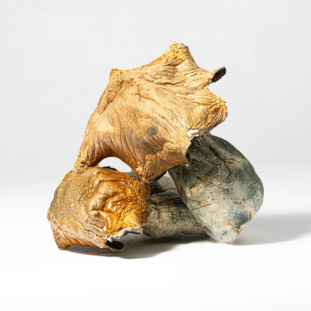 Hillbilly Pumpkin Mushrooms Hillbilly Pumpkin Mushrooms