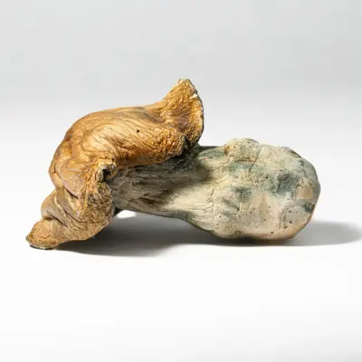 Hillbilly Pumpkin Mushrooms