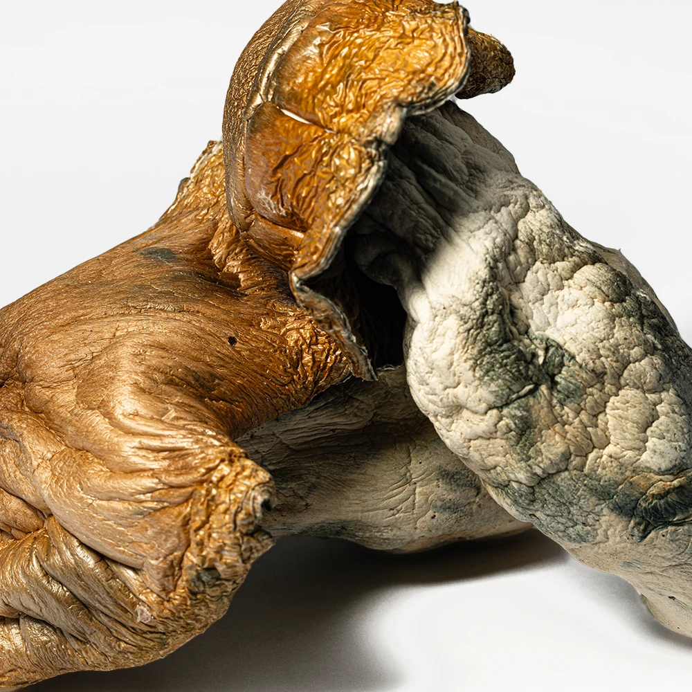 Hillbilly Pumpkin Mushrooms Hillbilly Pumpkin Mushrooms