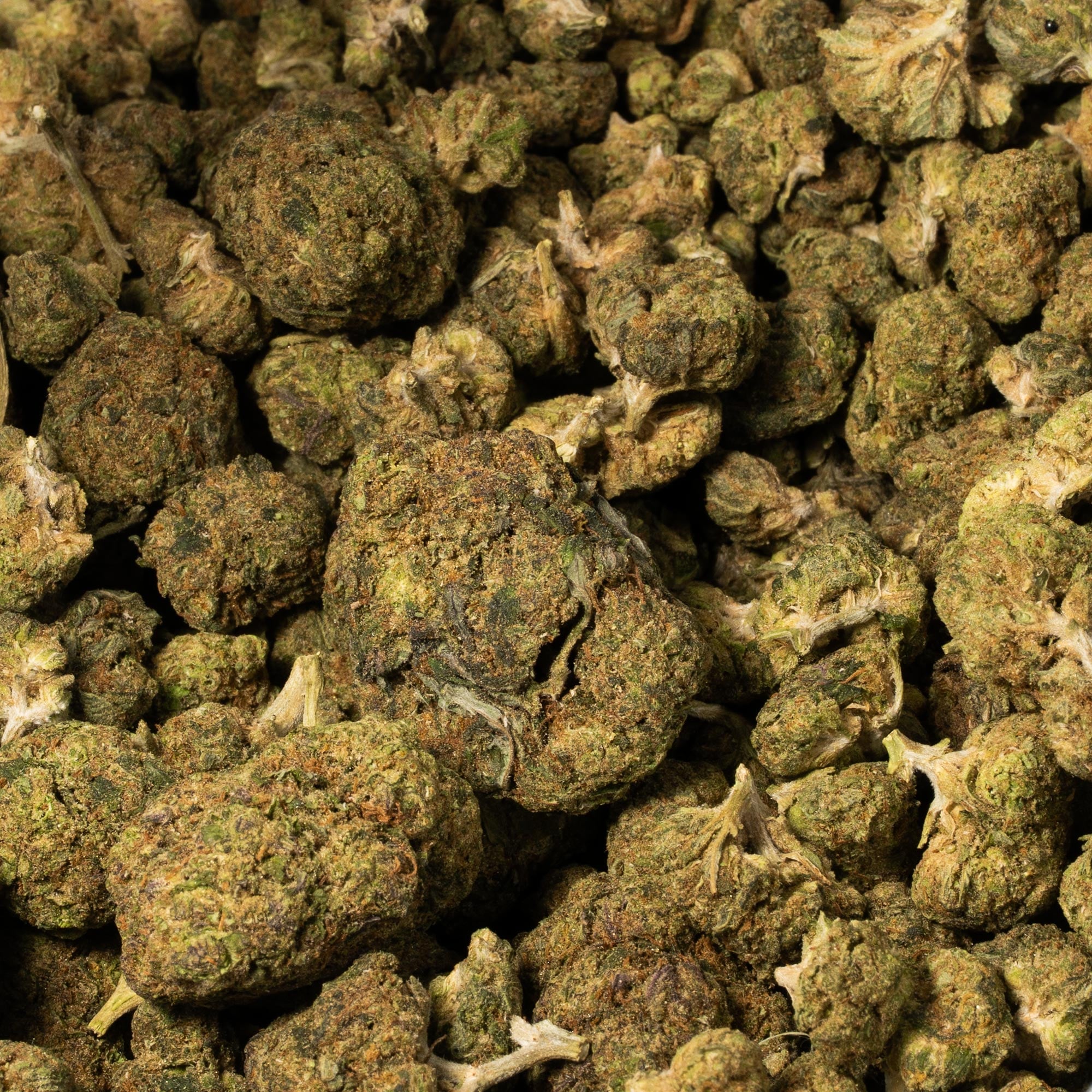 Purple Rain (AA) Purple Rain (AA)