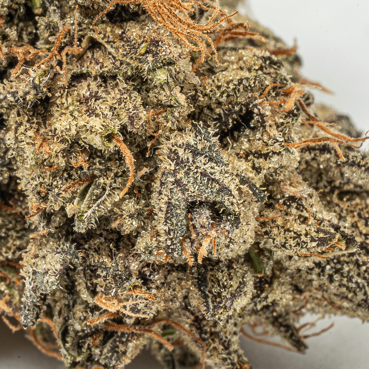 Purple Picasso (AA+) Purple Picasso (AA+)