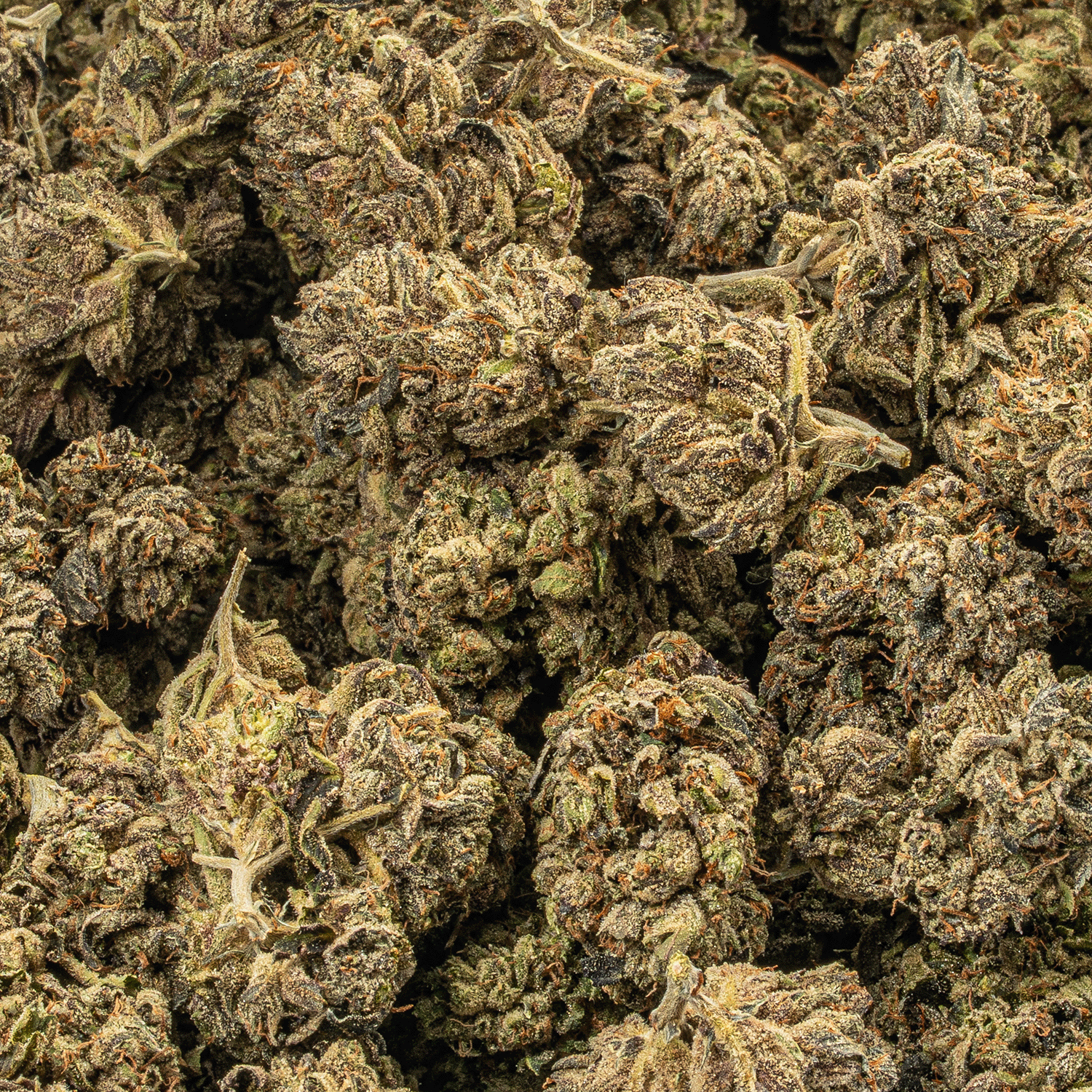 Purple Picasso (AA+) Purple Picasso (AA+)