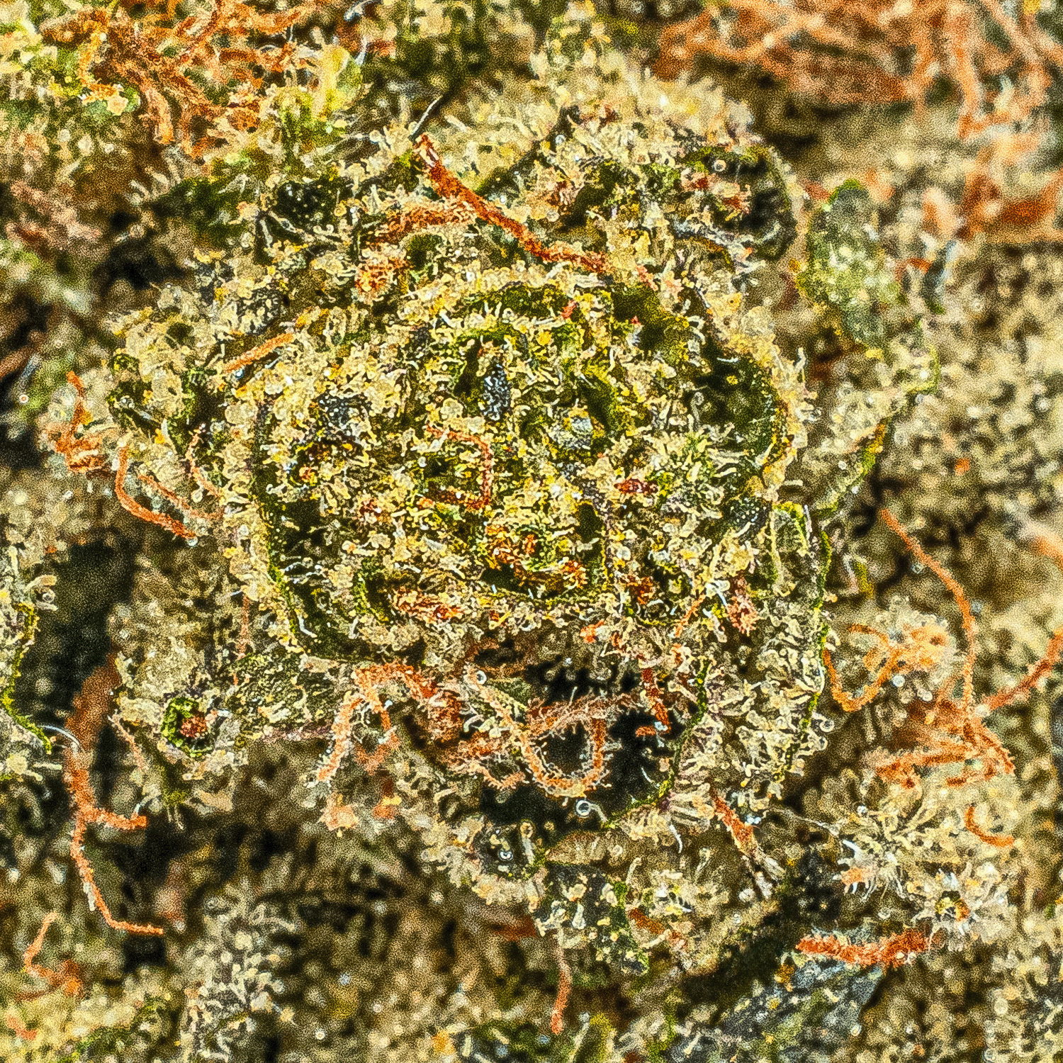 Starfighter (AA+) Starfighter (AA+)