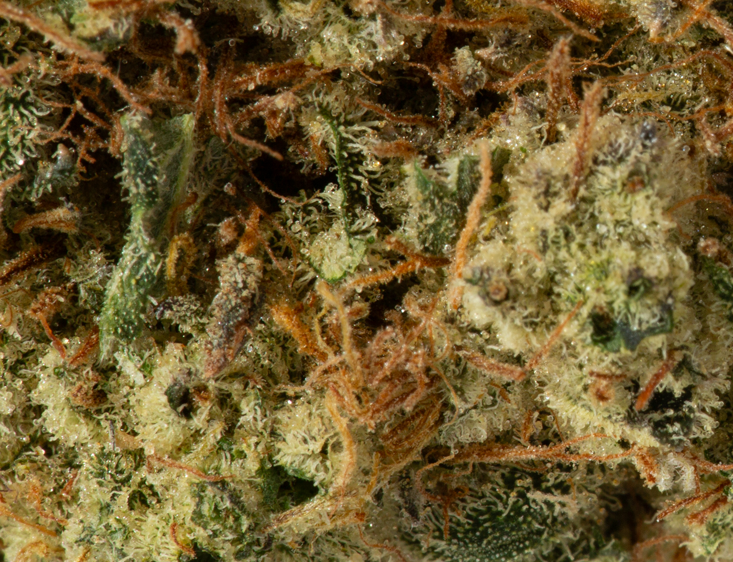 Triple Berry (AA+) Triple Berry (AA+)