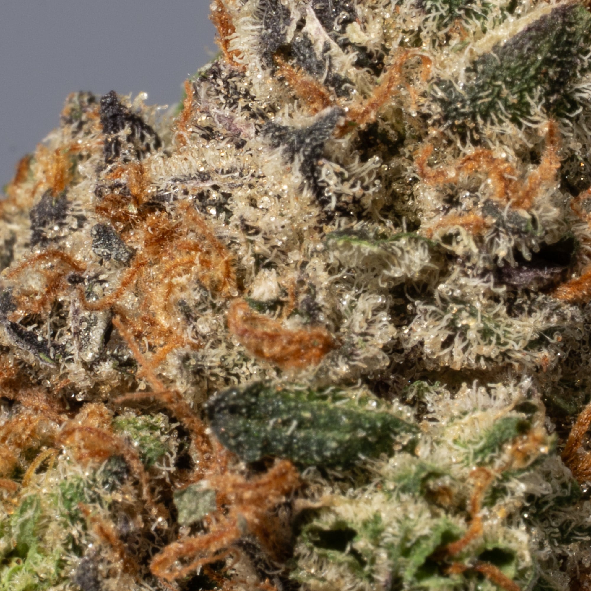Animal Cookies (AAA) Animal Cookies (AAA)