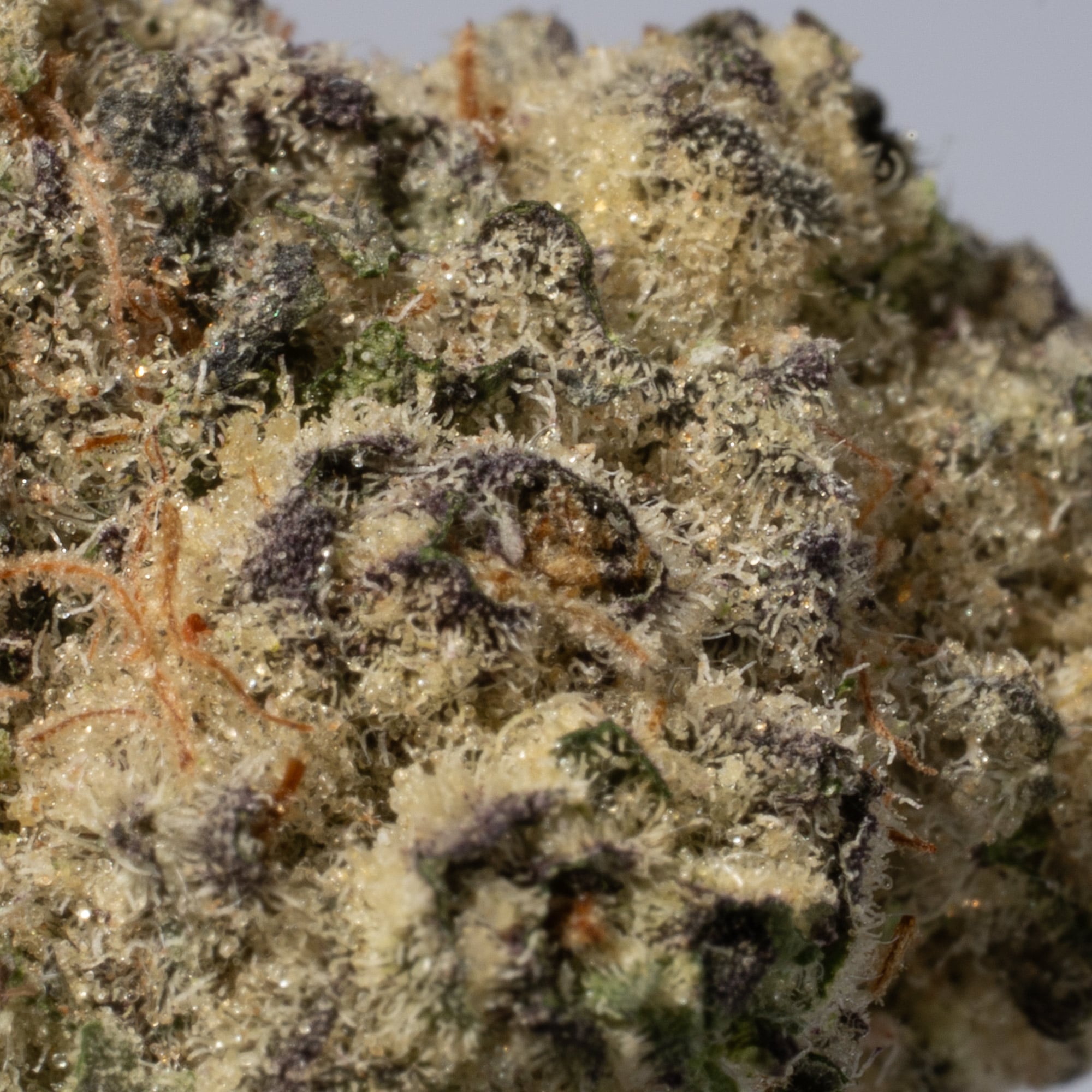 Bubblegum (AA+) Bubblegum (AA+)
