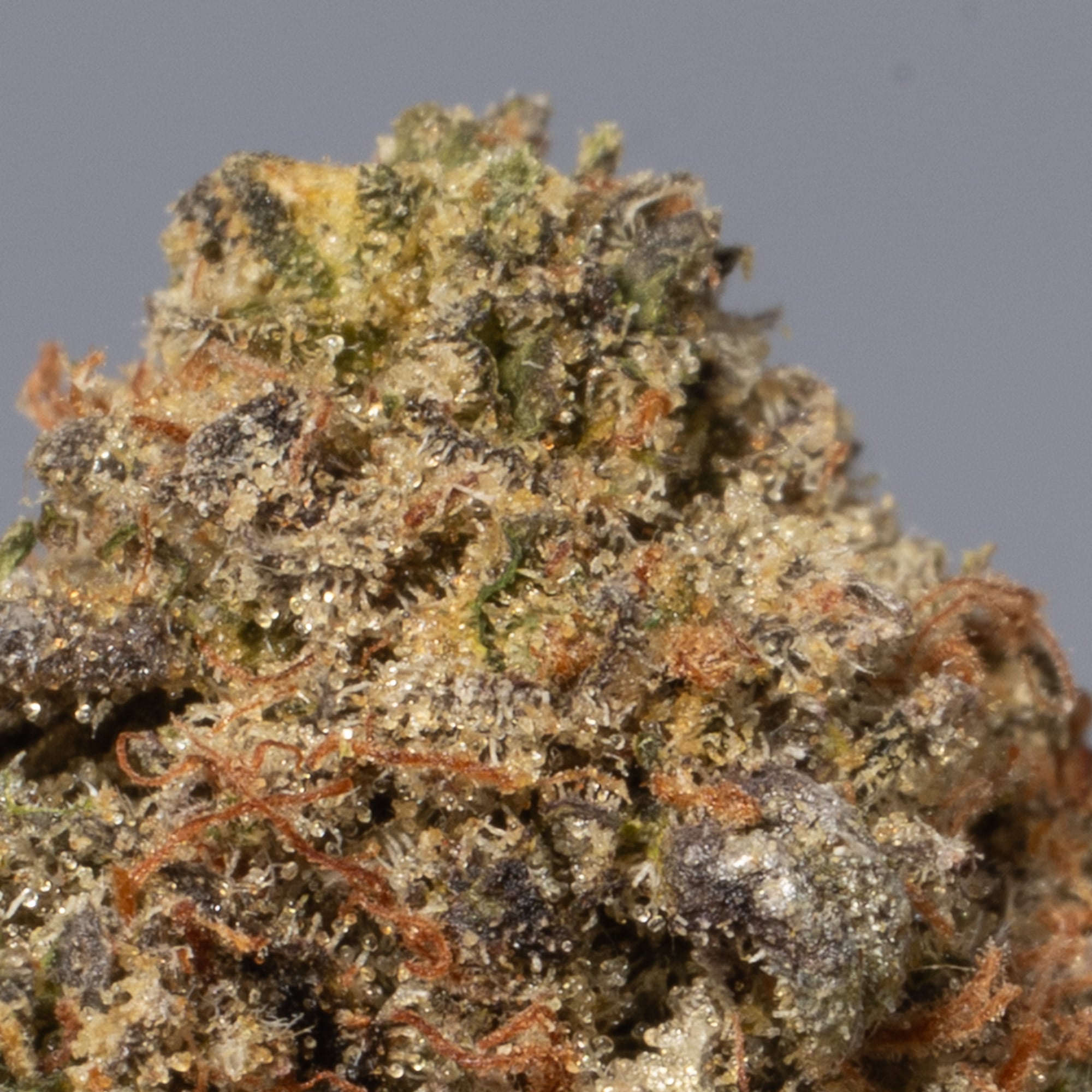 Dank Vader (AA+) Dank Vader (AA+)
