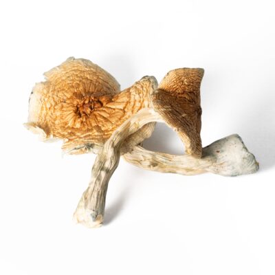 Full Moon Party Mushrooms Full Moon Party Mushrooms