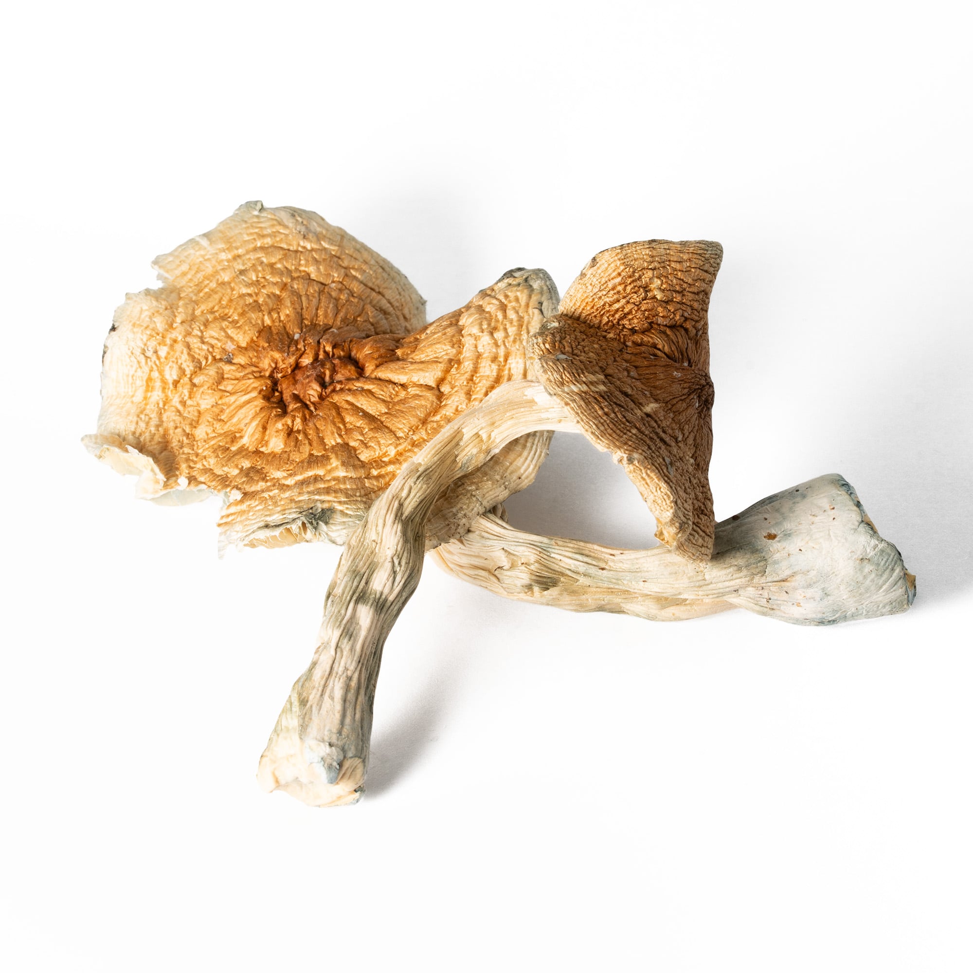 Full Moon Party Mushrooms Full Moon Party Mushrooms