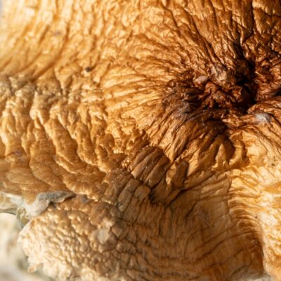 Full Moon Party Mushrooms