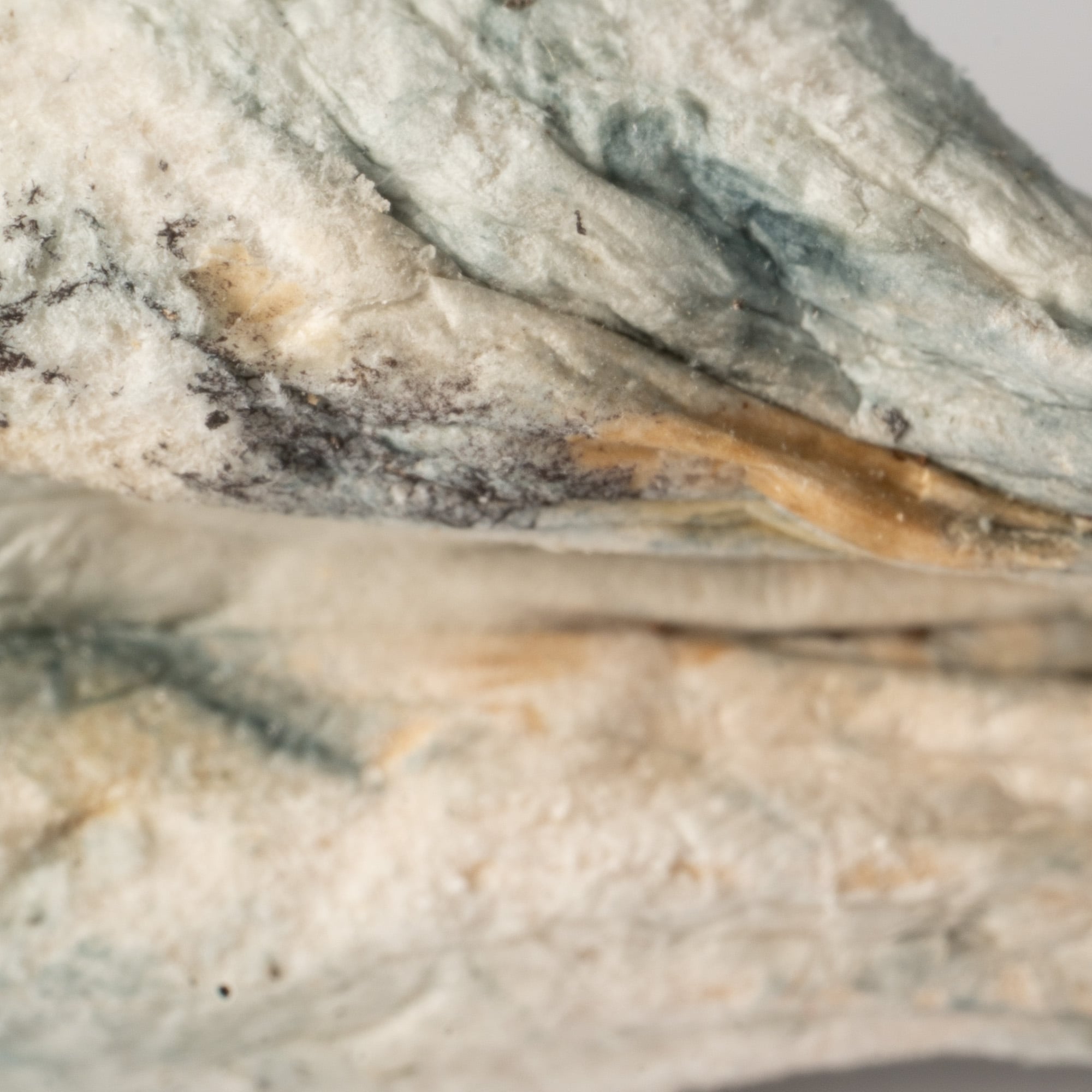 Full Moon Party Mushrooms Full Moon Party Mushrooms