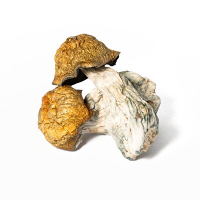 Golden Penis Envy Mushrooms Golden Penis Envy Mushrooms