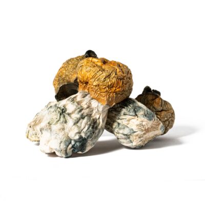 Golden Penis Envy Mushrooms