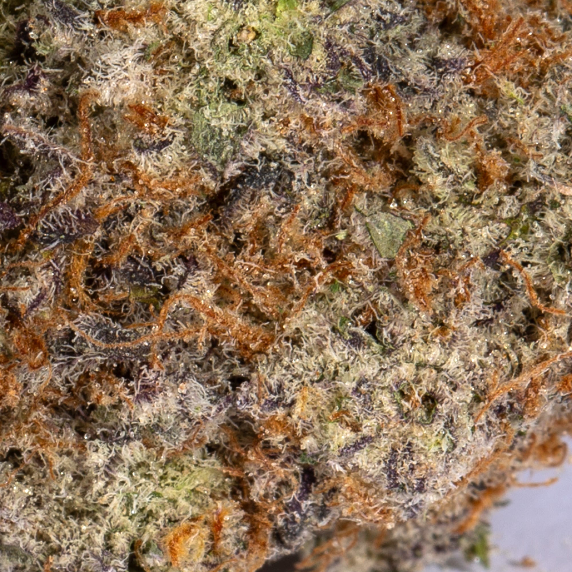 Stinky Pinky (AAA+) Stinky Pinky (AAA+)