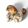 Koh Samui Mushrooms