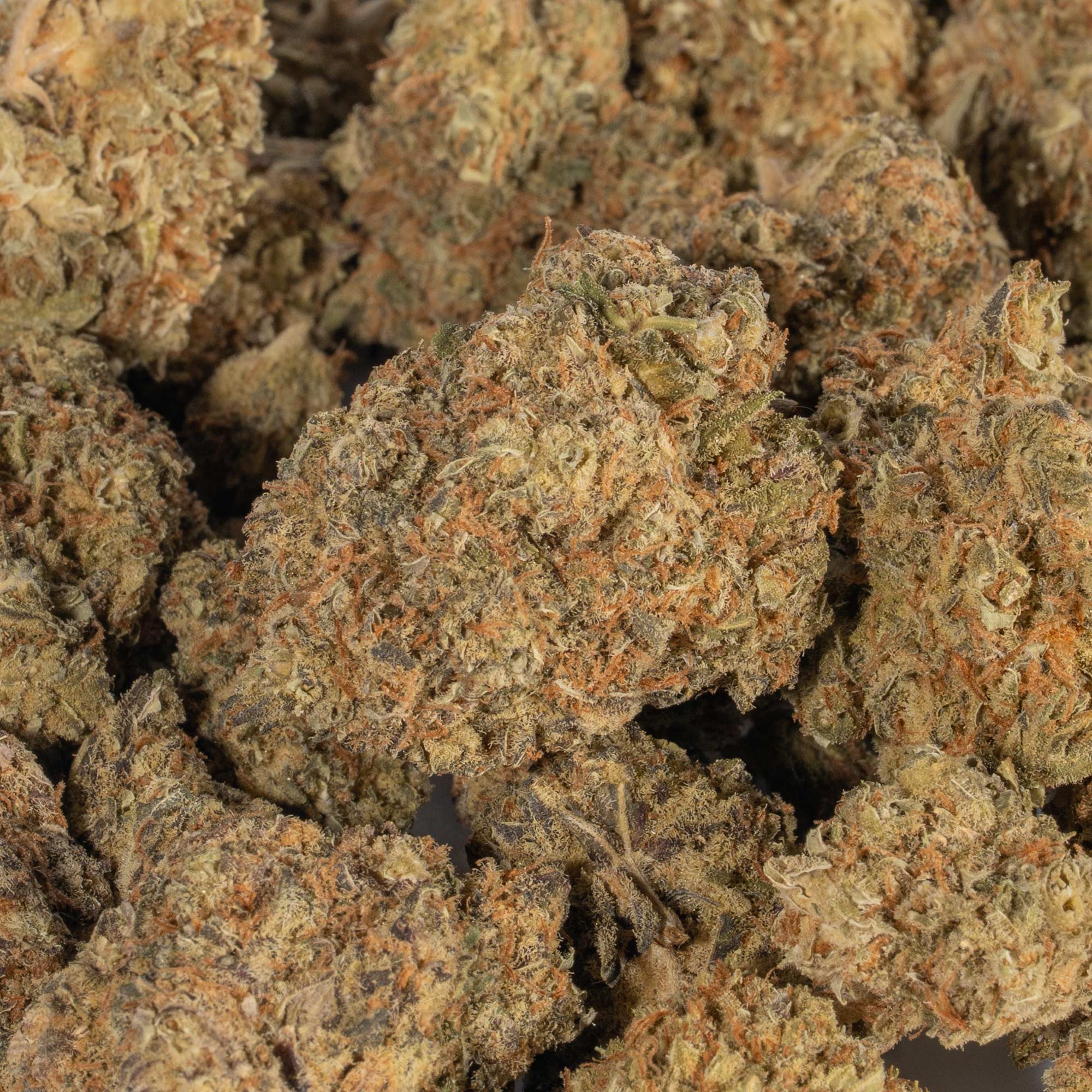 Moby Dick (AA+) Moby Dick (AA+)