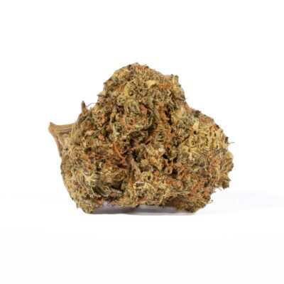 Moby Dick (AA+)