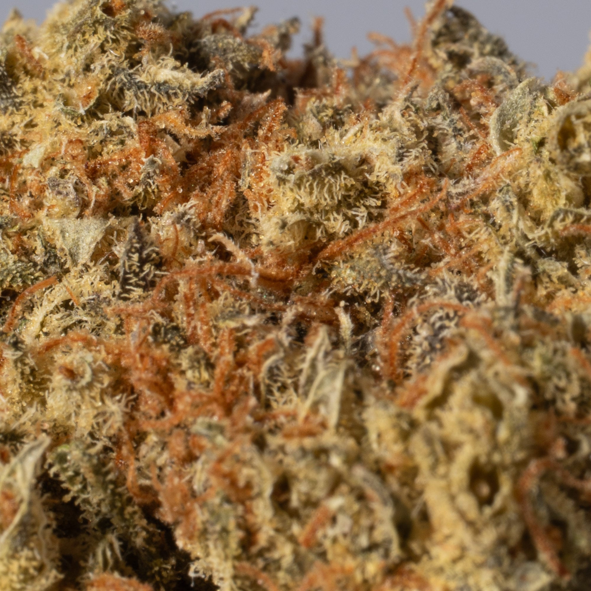 Moby Dick (AA+) Moby Dick (AA+)