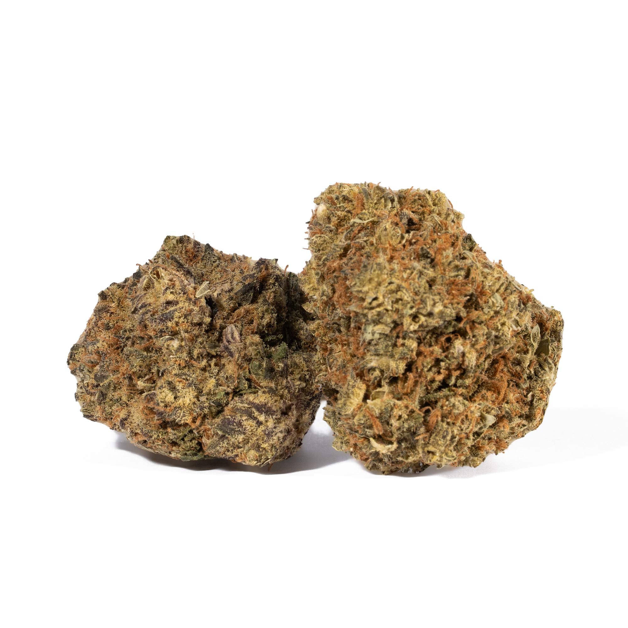 Moby Dick (AA+) Moby Dick (AA+)