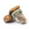 Squat Mak Mushrooms