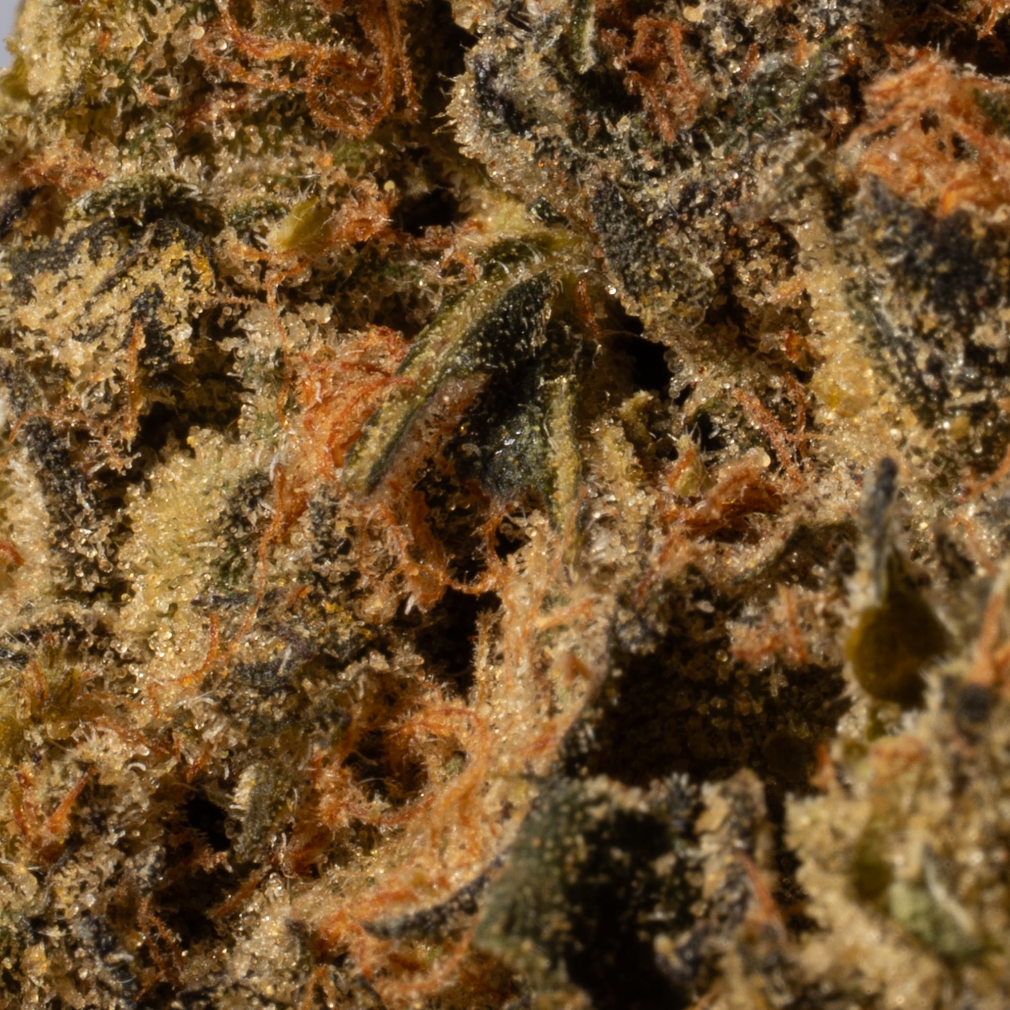 Super Boof (AA) Promo Super Boof (AA) Promo