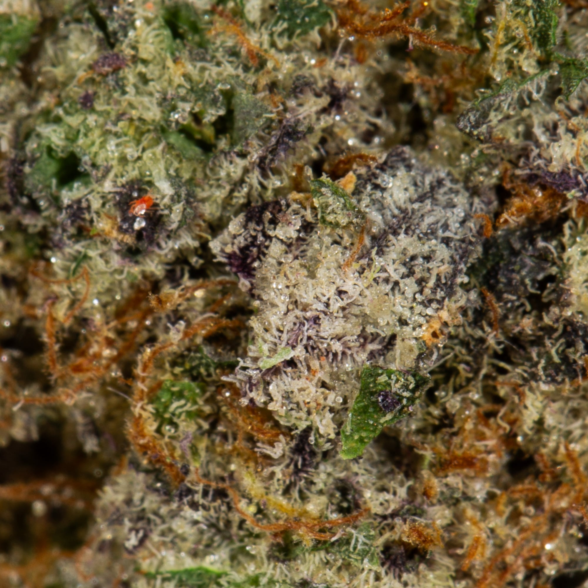 Jelly Breath (AAAA+) Jelly Breath (AAAA+)