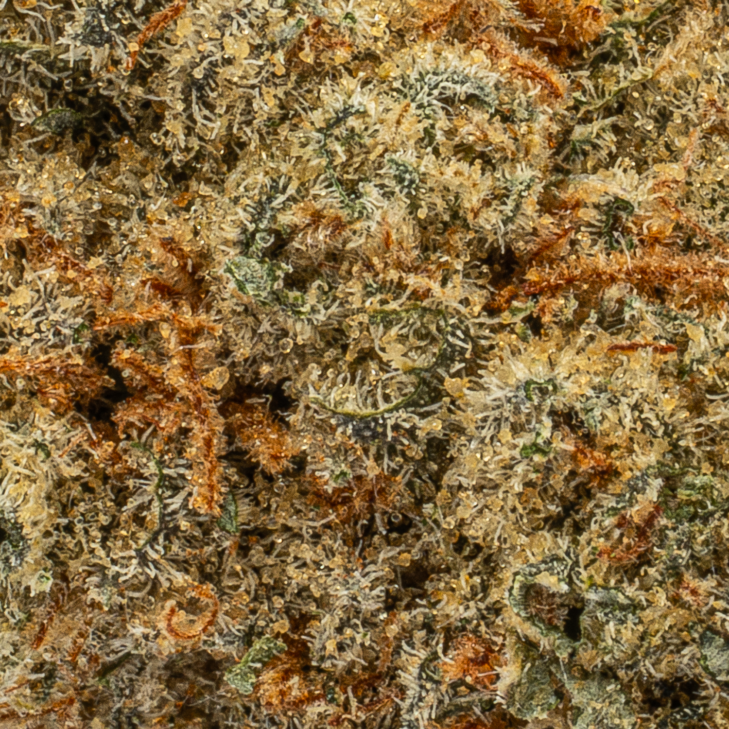 Ghost Train Haze (AAAA) Ghost Train Haze (AAAA)