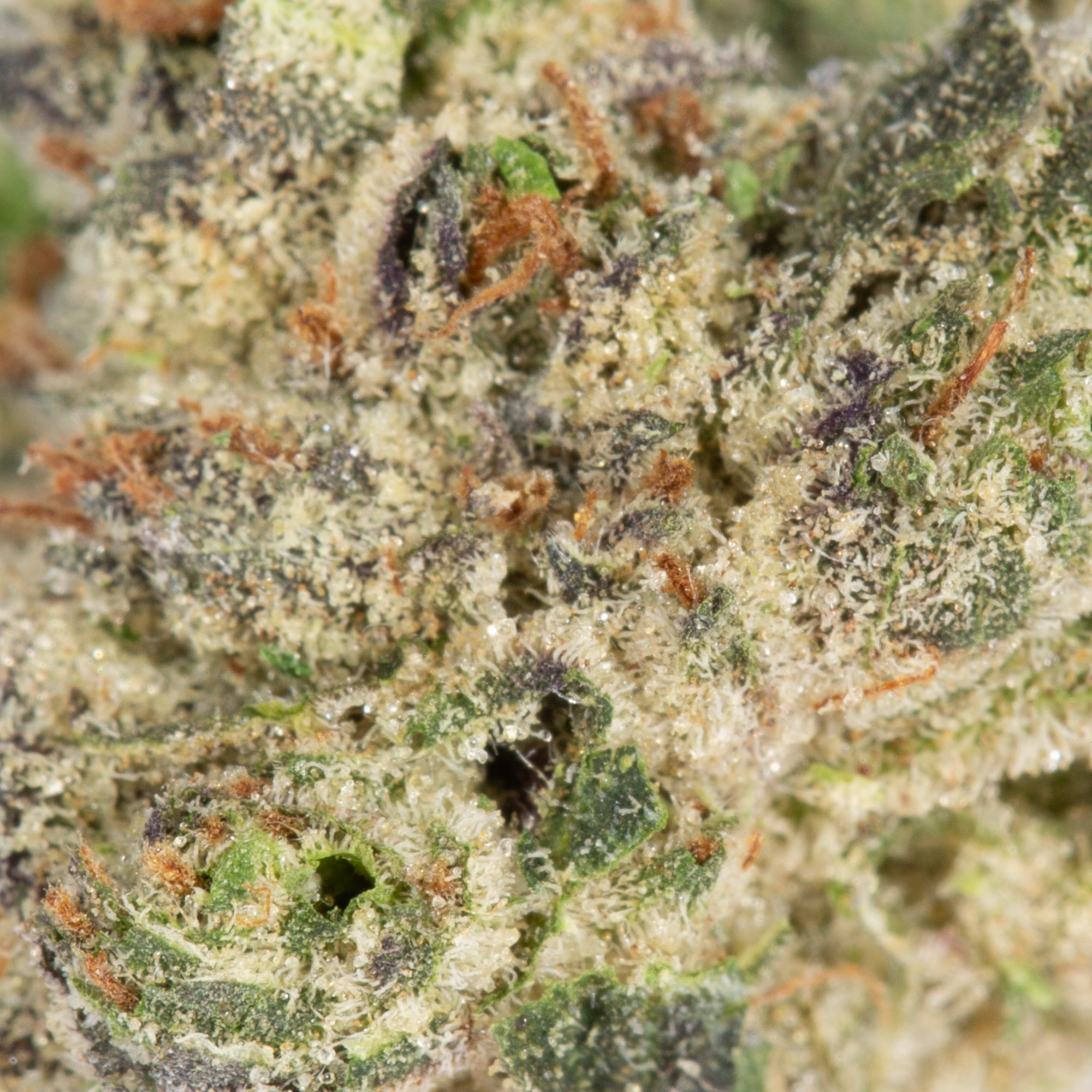 Pineapple Express Smalls (AAA+) Pineapple Express Smalls (AAA+)