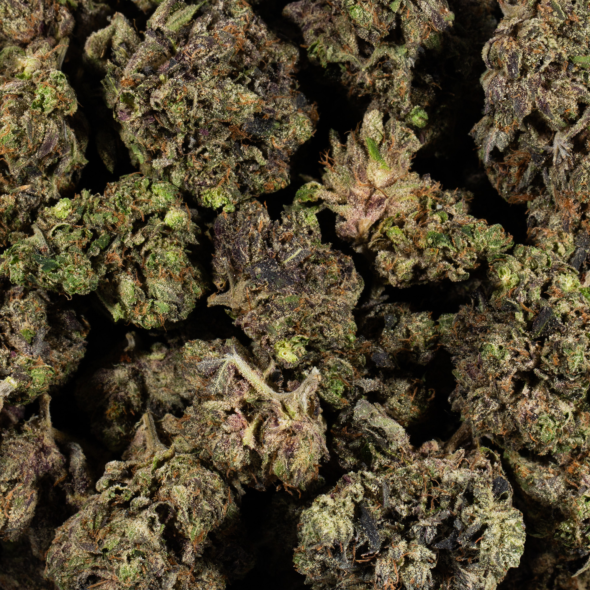 Purple Haze (AAAA) Purple Haze (AAAA)