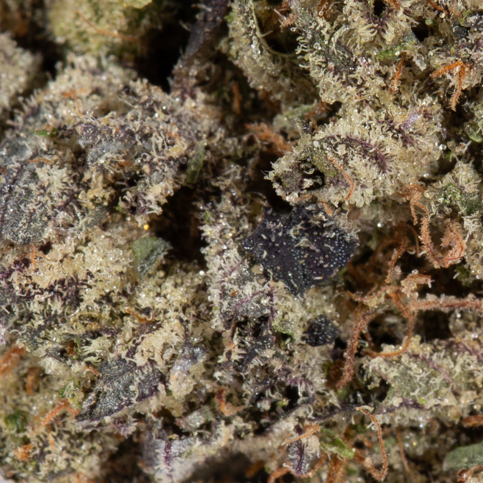 Purple Haze (AAAA) Purple Haze (AAAA)