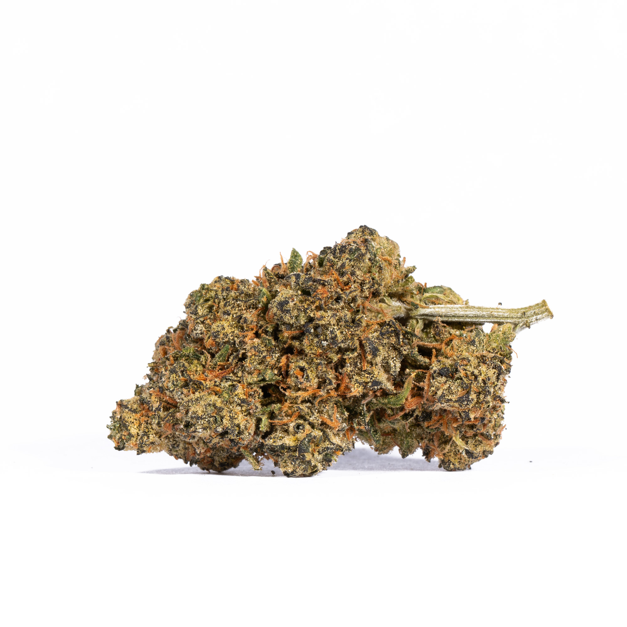 Tropic Thunder (AA+) Tropic Thunder (AA+)