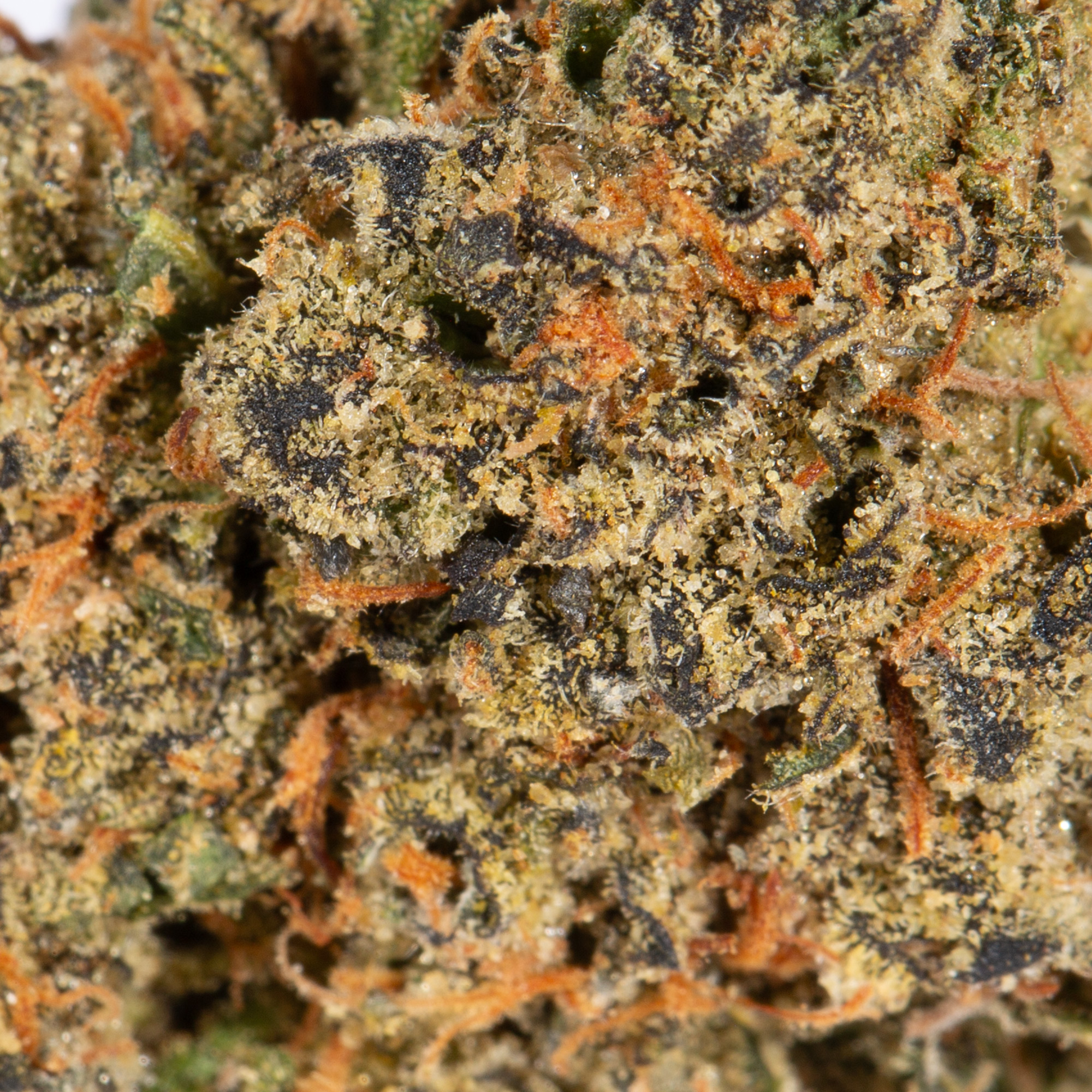 Tropic Thunder (AA+) Tropic Thunder (AA+)