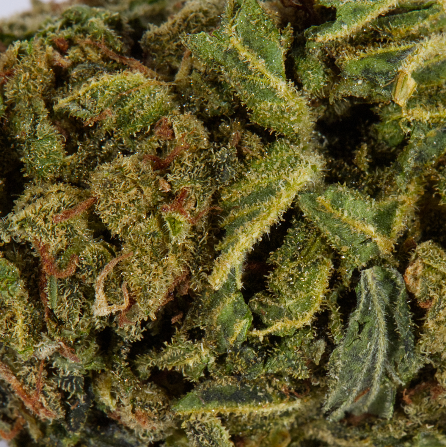 Space Cake (AA) Space Cake (AA)