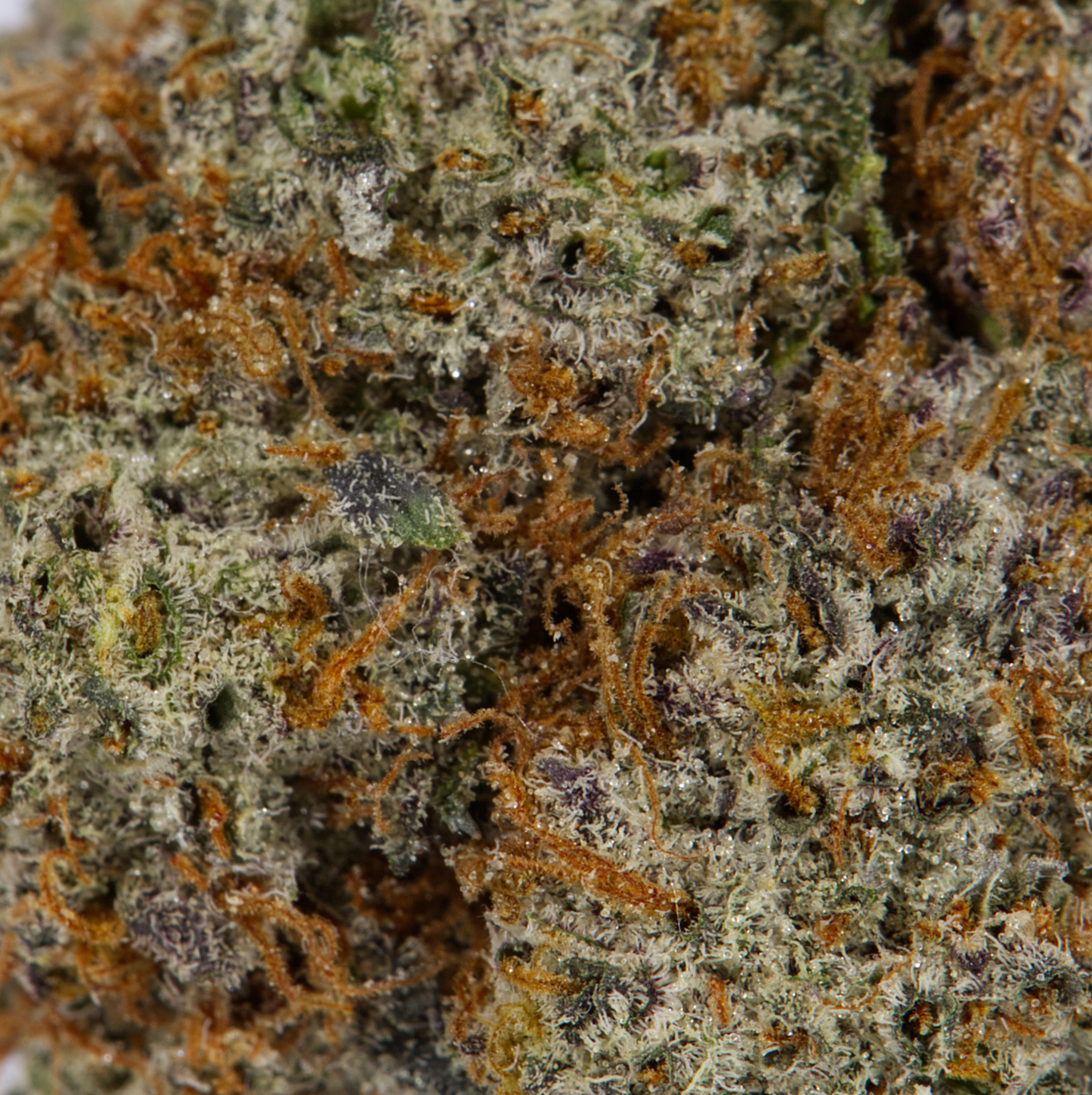 Cactus (AAAA) Cactus (AAAA)