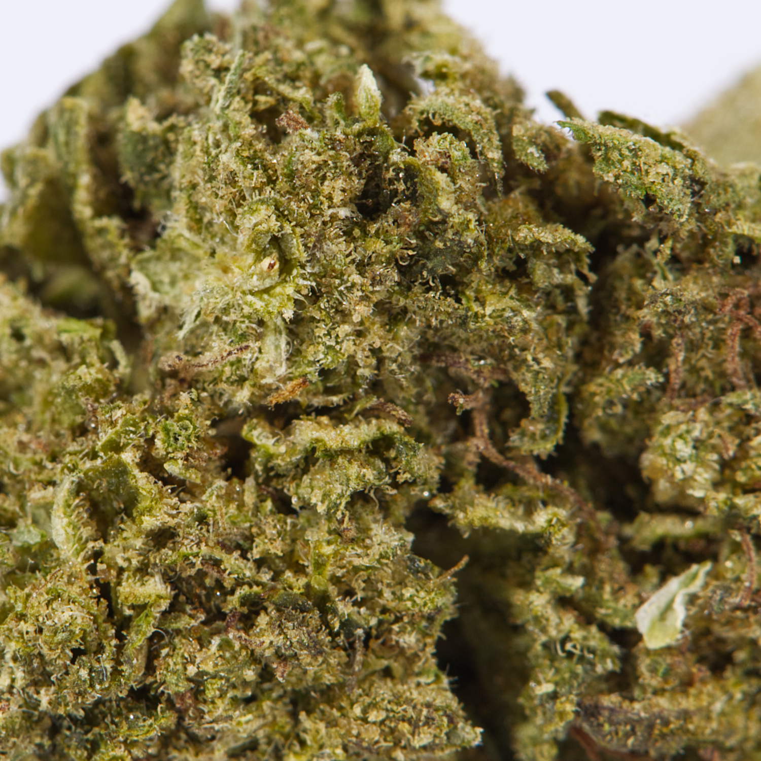 Cherry OG (AA) Cherry OG (AA)