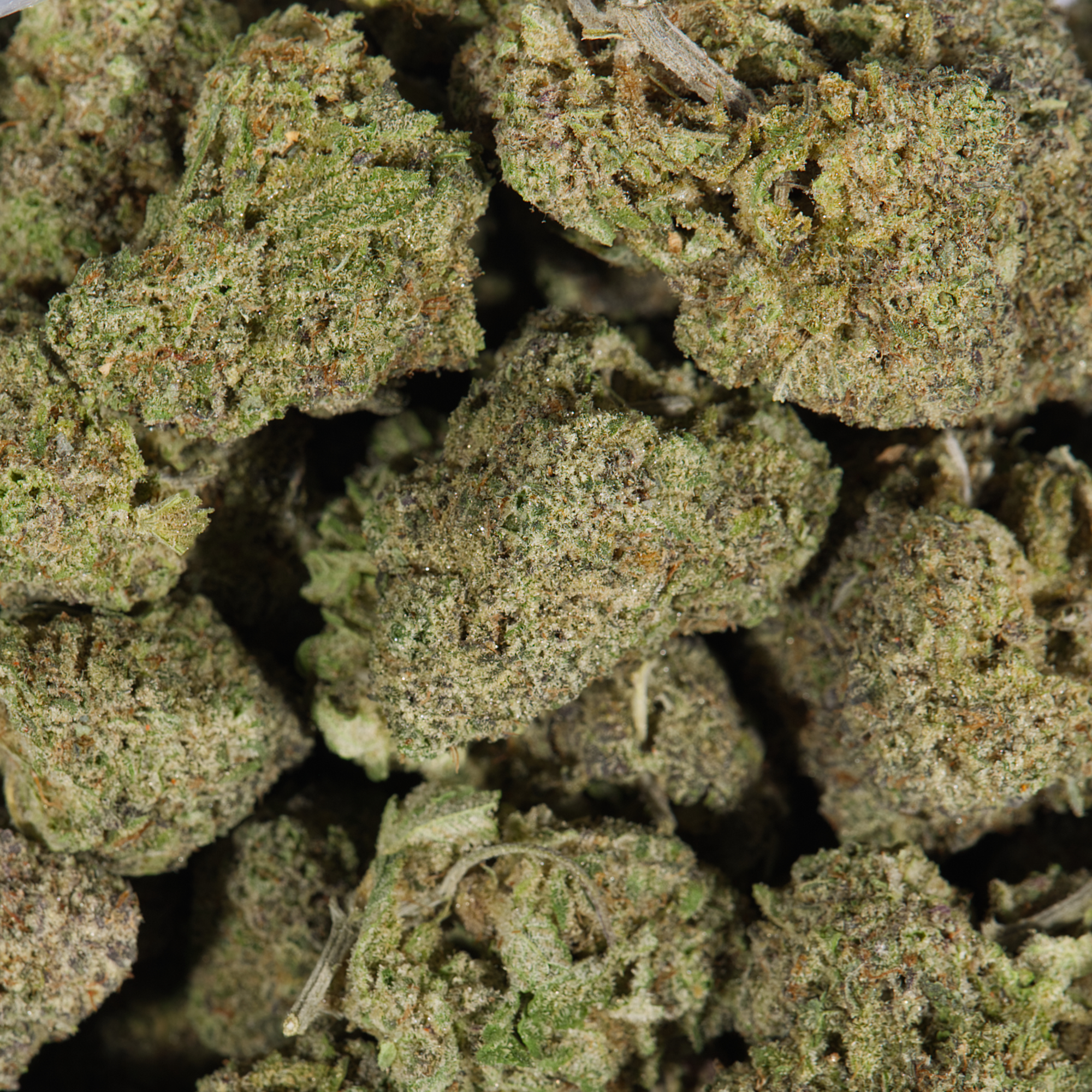 Ghost Dawg (AAA) Ghost Dawg (AAA)